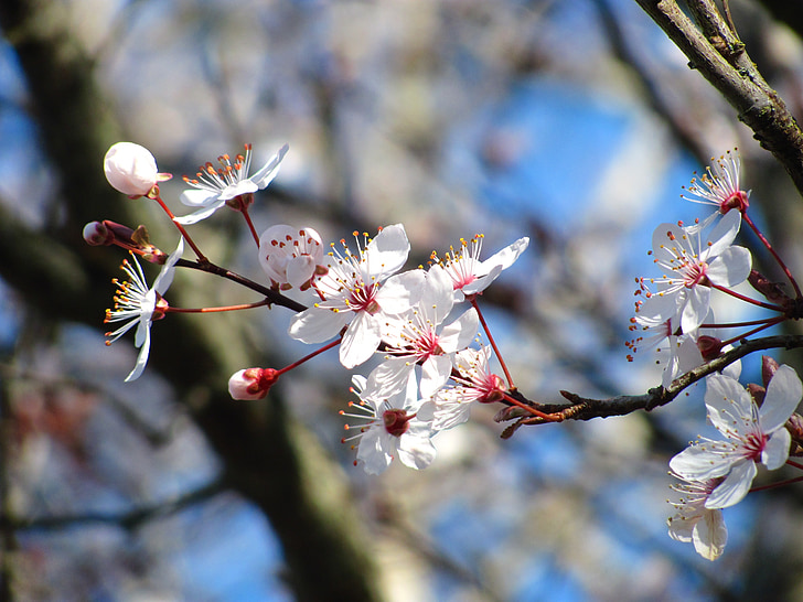 cerise, nature, Blossom, printemps, fleur, Sakura