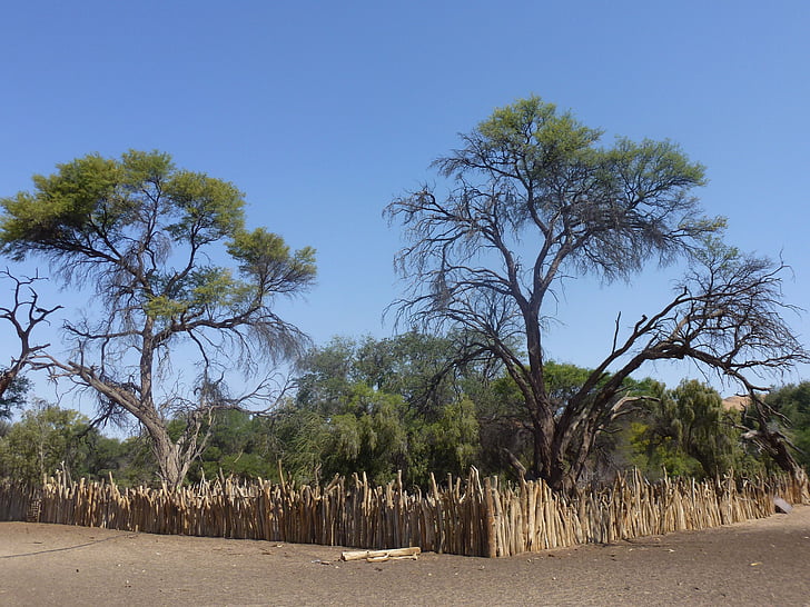 paisagem, árvores, Namíbia, viagens