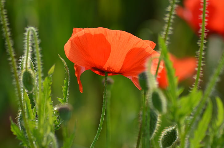 Poppy, feltet av valmuer, Frankrike, natur, blomster, feltet, rød