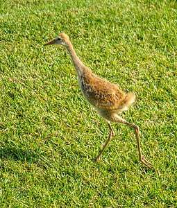 sand hill cranes, baby, nature, outdoors, beak, avian, birdwatching