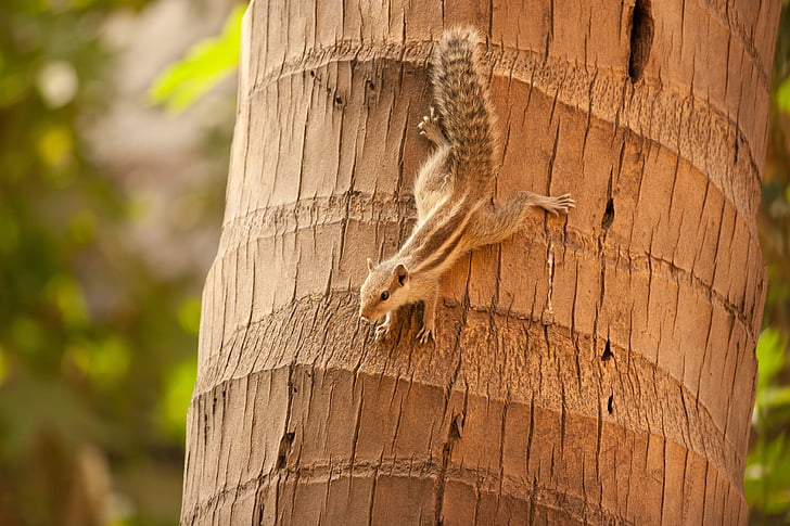 scoiattolo, arrampicata, verso il basso, noce di cocco, albero, mammifero, roditore