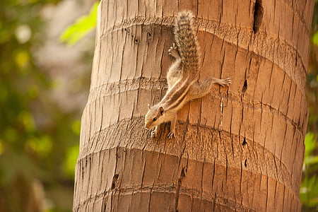 écureuil, d’escalade, vers le bas, noix de coco, arbre, mammifère, rongeur