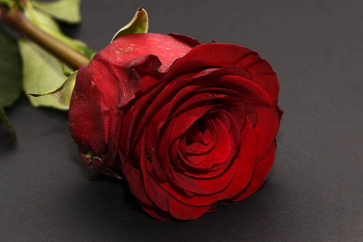 levantou-se, vermelho, flor rosa, romance, romântico, amor, flor