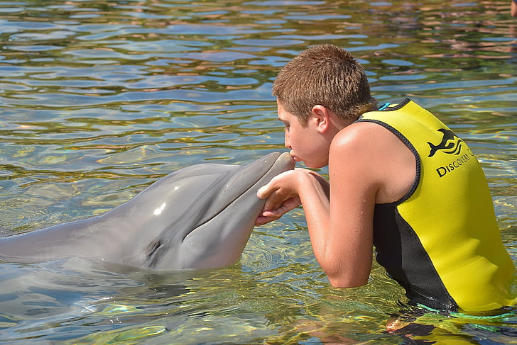 zēns, delfīns, buča, akvārijs, dzīvnieki, mīlu, piemīlīgs