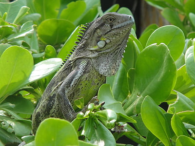 Leguan, Reptil, Bonaire, Natur, Tier, Niederländische Antillen, Grün