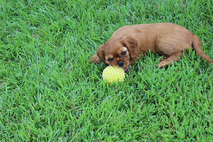 spaniel, dog, cavalier, puppy, cute, ball, yellow