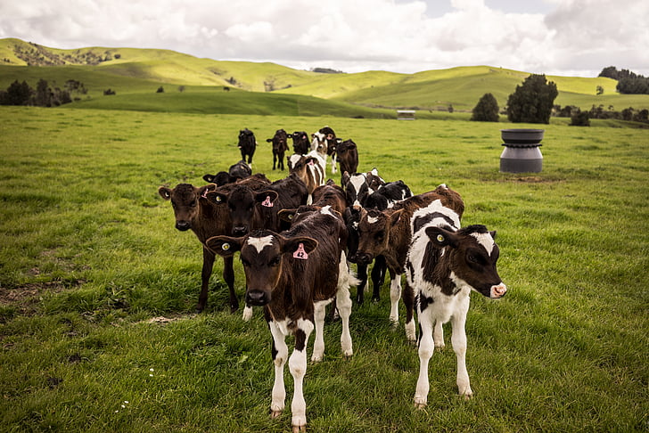 nature, new zealand, cows, animals, grass, mountain, scenic