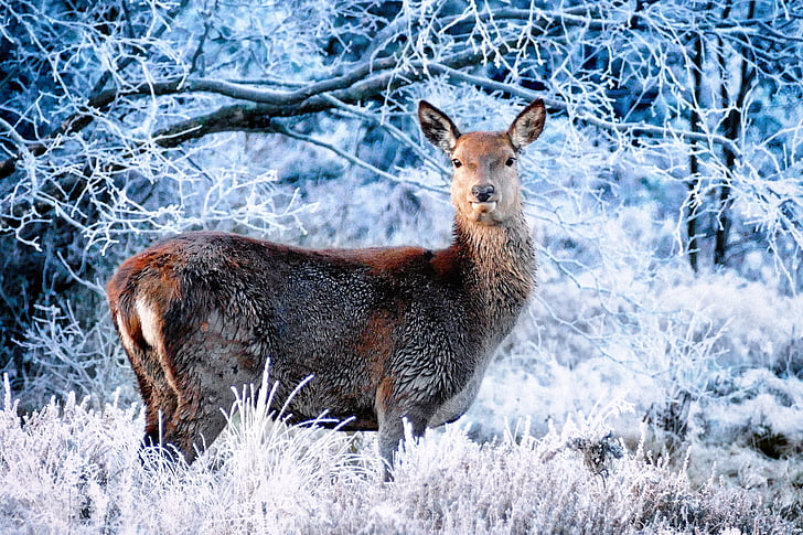 deer, winter, frost, forest, forest in winter, winter's tale, white
