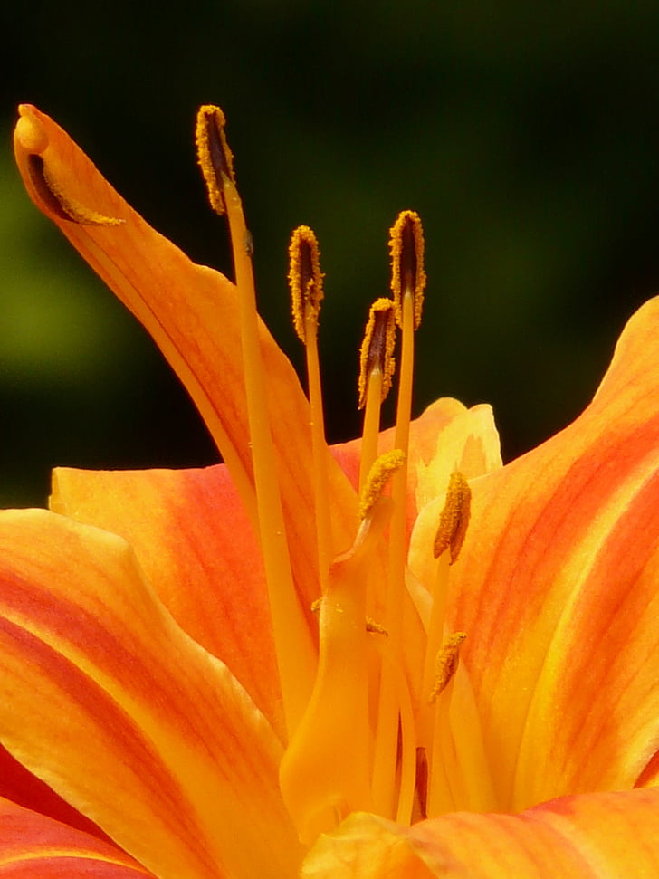 rumena rdeča daylily, Hemerocallis fulva, rjavo rdeče daylily, spletni redarjev daylily, daylily, Hemerocallis, Lily