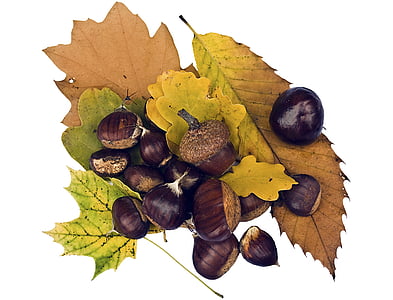 Maroni, söta kastanjer, frukter, brun, hösten, dekoration, hösten dekoration