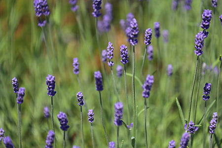 flower, lavender, flower meadow, summer, flowers, flora, nature