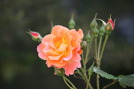 color de rosa, Rosa viñas, flores, primavera, naturaleza, paisaje, plantas
