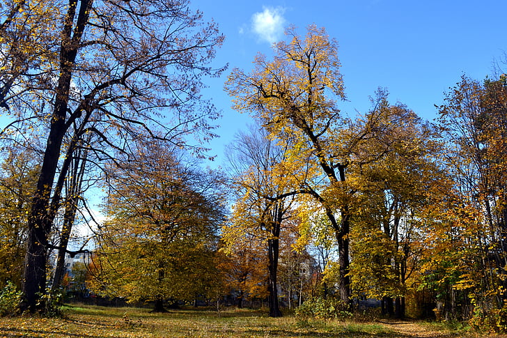rudens, koki, oktobris, daba, koks, kritums, sezonas