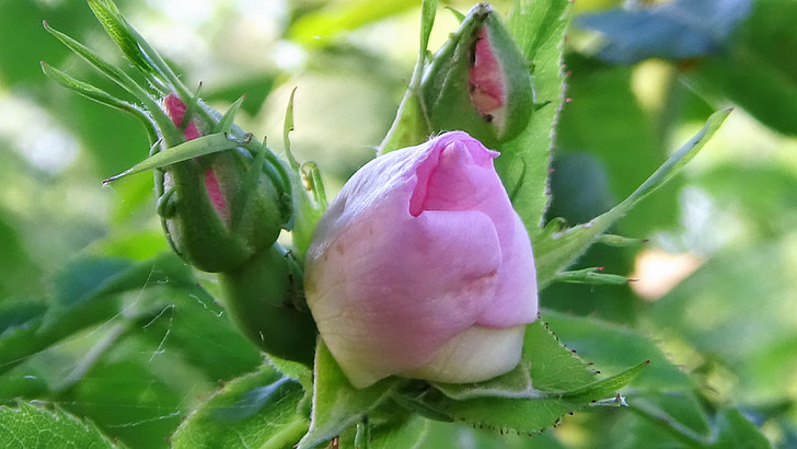 rose, buds, pink, flower