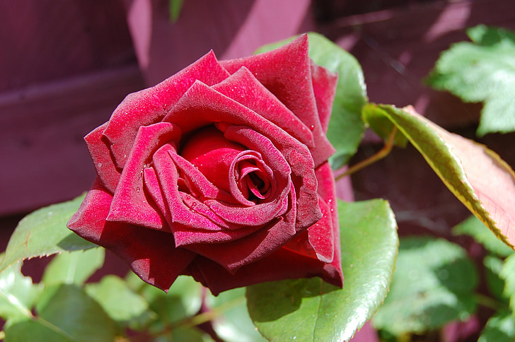 Rosa, vermell, flor, roses vermelles, l'amor, Sant Valentí, floral
