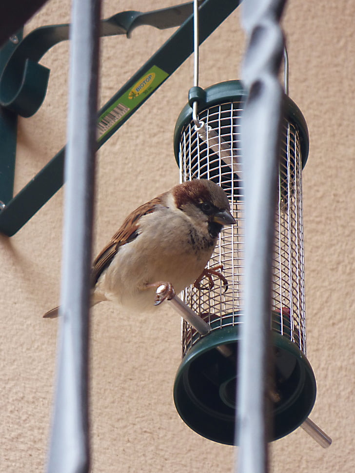 sparrow, bird, feeder, animal