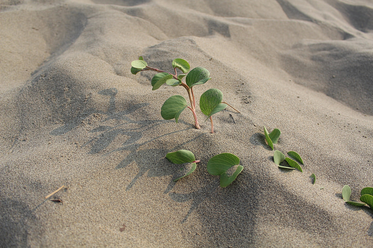 Sha, Praia de areia, folhagem