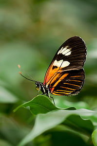 Motyl, Heliconius, owad, makro, Motyl - owad, Natura, zwierząt