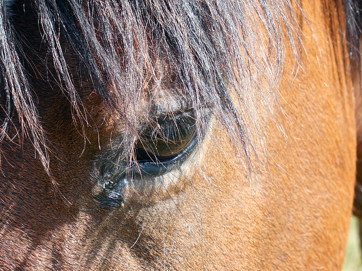hest, hest hoved, næsebor, øjne, manke, sadel hesten, Se