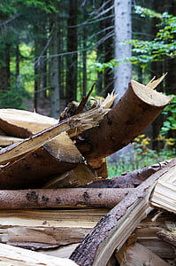 木材, フォレスト, 自然, ツリー, 樹皮, 木の幹