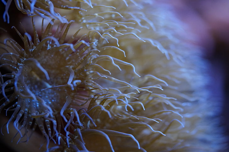 Anemone de, tentacle, món submarí, sota l'aigua, Mar, l'aigua, criatura