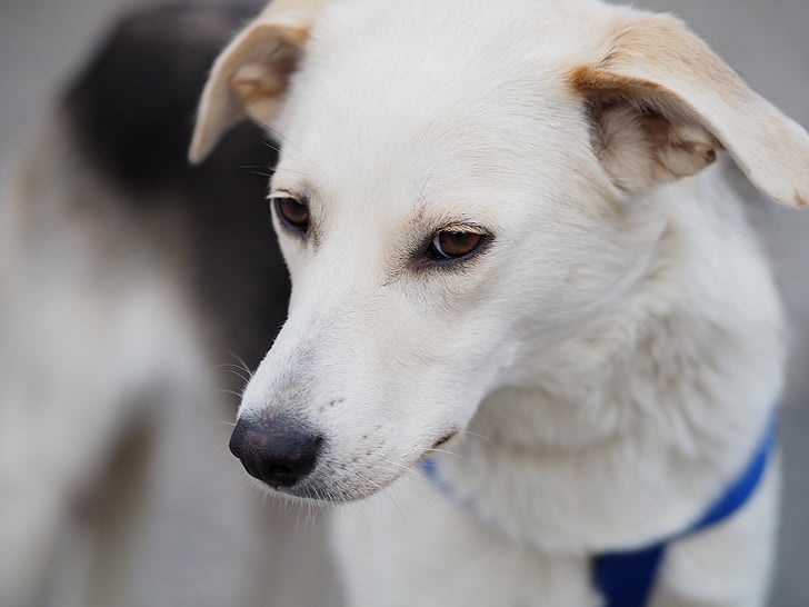 dog, portrait, white dog, animal body part, white color, one animal, pets