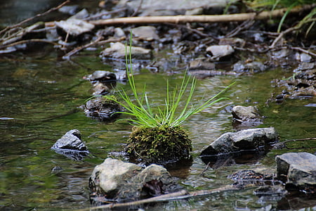 hierba, de Bach, agua, naturaleza, idílico, agua que corre, verde
