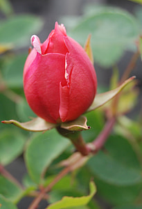 rosa, Bud, fiore, rosso, Bloom