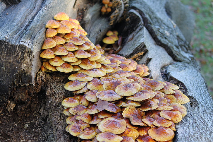 mushrooms, nature, fungi
