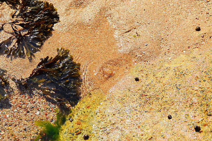 zeewier, zee, kust, zand, wrack van de blaas, Fucus vesiculosus, Rock onkruid