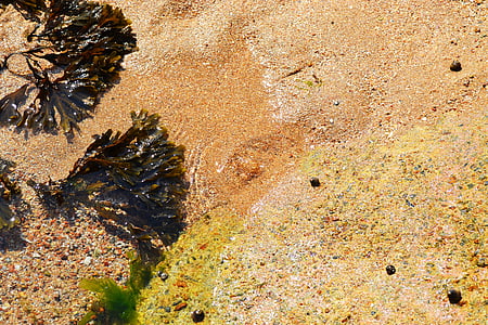 seaweed, sea, sea shore, sand, bladder wrack, fucus vesiculosus, rock weed