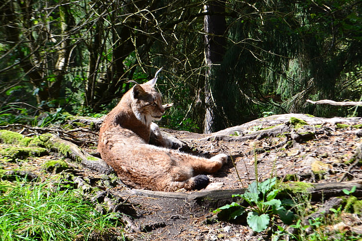 Lynx, Wildcat, katt, rastplats