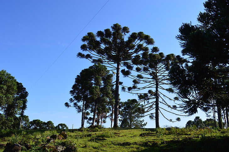 pinheiro, sky, nature, plant