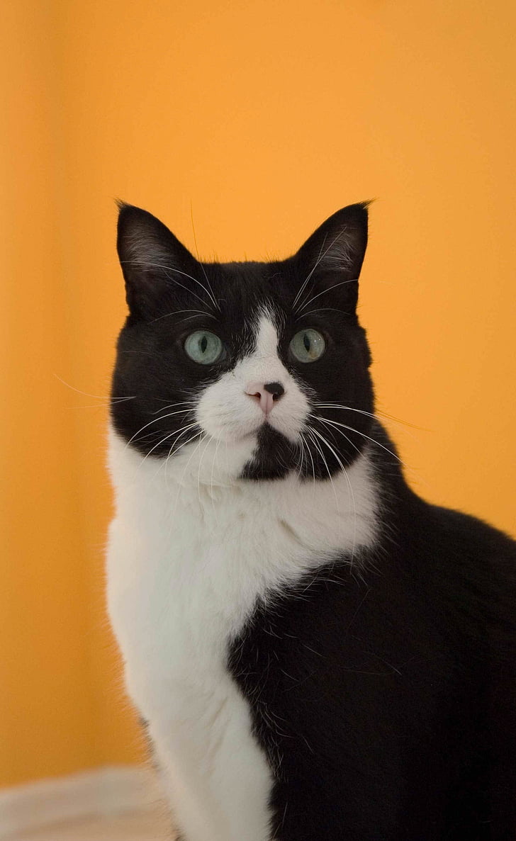 Katze, schwarz weißes Fell, Orange Wand, sitzen, Kater