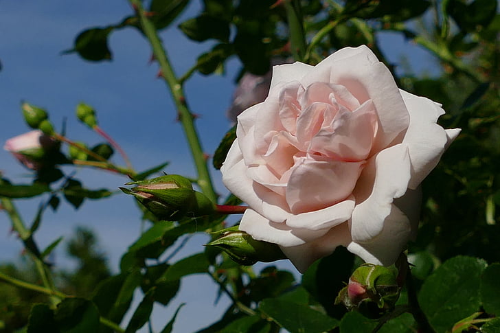 steeg, Rose bloom, roze, lichtroze, klimmen rose, nieuwe dageraad, mooie
