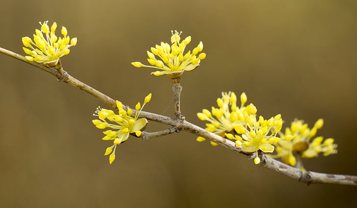 primavera, Takeshi, Bud, vita, natura, fiore giallo, immagini