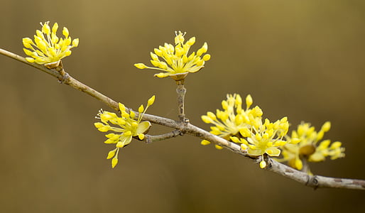 våren, Takeshi, knopp, liv, naturen, gul blomma, bilder