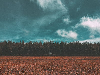 field, crops, agriculture, nature, landscape, trees, forest