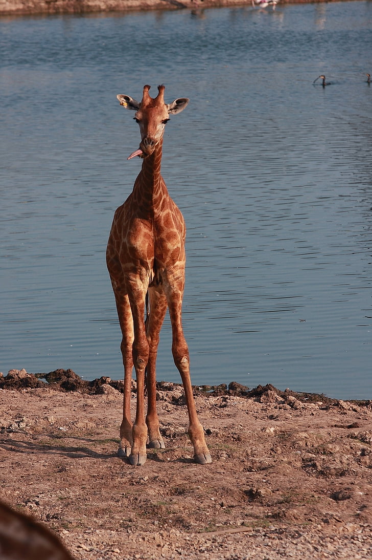 girafe, safari rivière, long cou animaux, herbivores