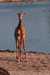 jirafa, Río safari, cuello largo animales, herbívoros