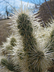 kaktus, poušť, Joshua tree national forest, Arizona, Kalifornie, Joshua, strom