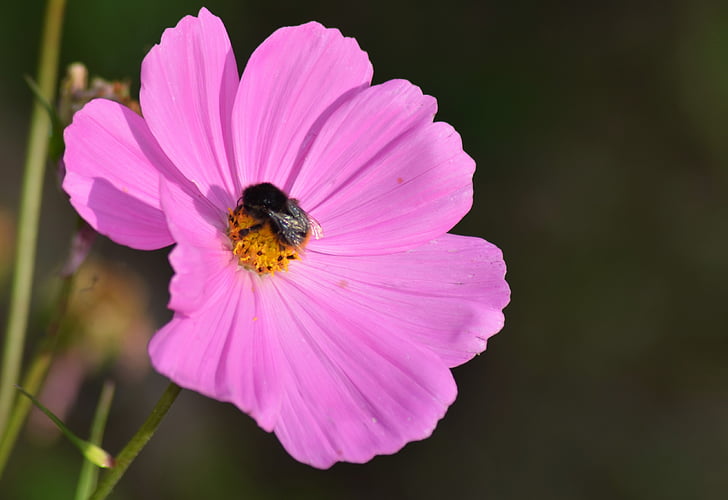 Cosmos, lilled, loodus, Aed, Cosmos roosa, suvel, suve lilled