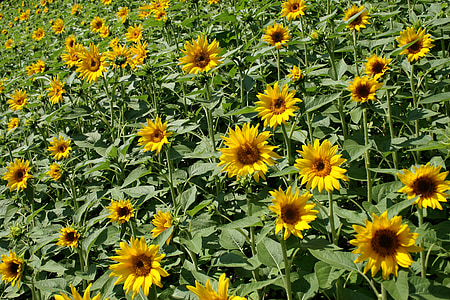 sunflowers, field, summer, yellow, beautiful, sunlight