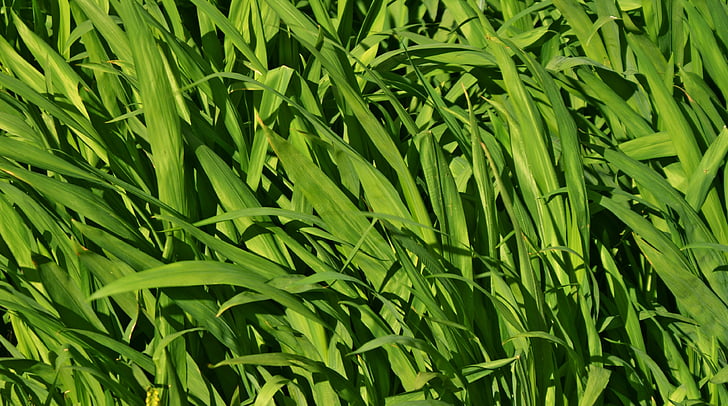 grass, millet, nature