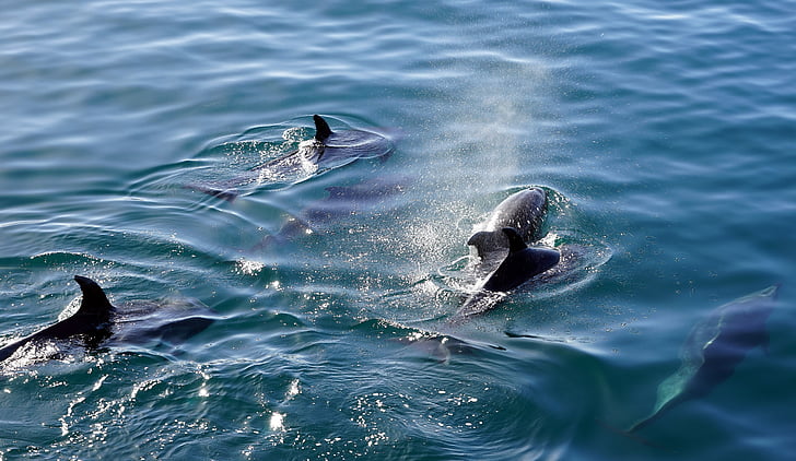 Delfine, Schwimmen, Tauchen, Meeresbewohner, Delphin, Säugetier, Meeressäuger