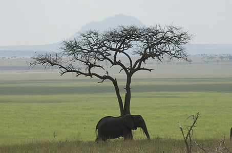 slon, Tanzanie, Afrika, zelená, slon africký, savec, Příroda