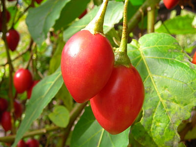 väikesed tomatid, punane, puu