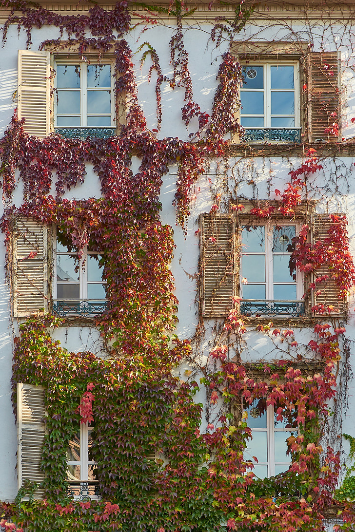 fasada, domov, hauswand, okno, listov vinske trte, bršljan, jeseni