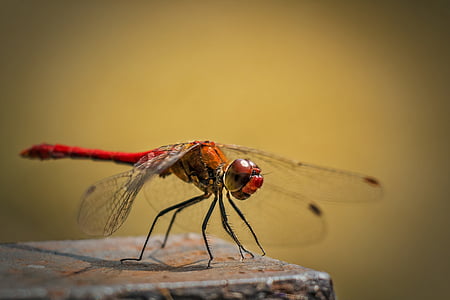 Sympetrum vulgatum, obyčejné dragonfly, červená vážka, Dragonfly, hmyz, hmyz, Příroda