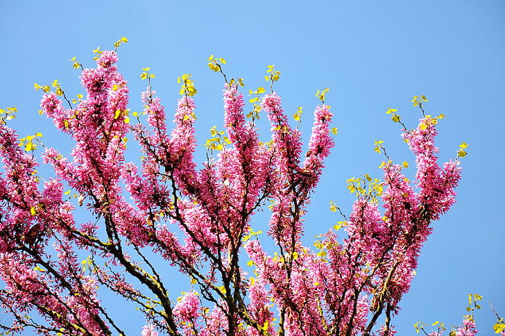 árbol de Judas, primavera, floración
